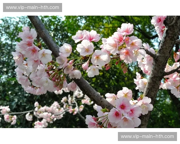 磐田喜悦vs樱花：蓝色与粉色的荣耀之战，谁能在这片绿茵场上绽放？